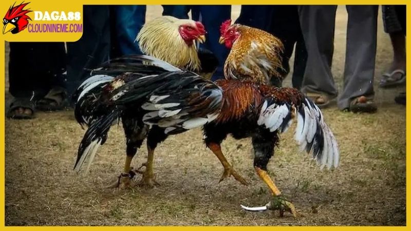 Trang Chủ 13 Đá gà cựa luôn là loại hình được yêu thích