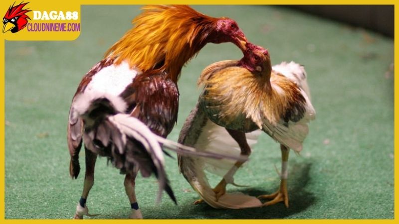 Trang Chủ 10 Phát sóng trận đấu từ trường gà quốc tế đỉnh cao