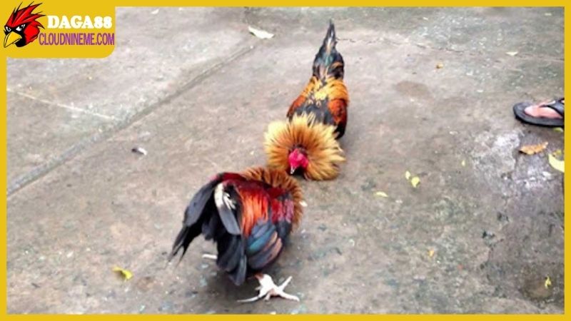 Trang Chủ 12 Theo dõi đá gà online được bảo mật chắc chắn