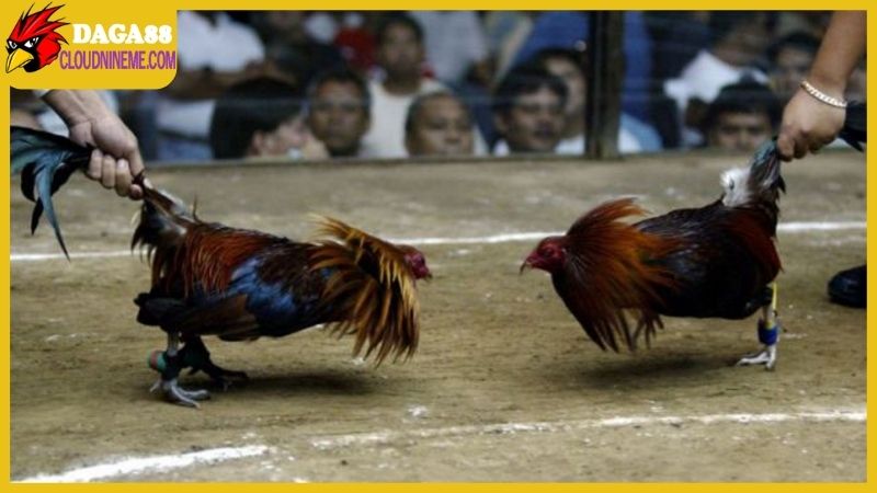 Trang Chủ 9 Thông tin về đá gà trực tiếp mới nhất