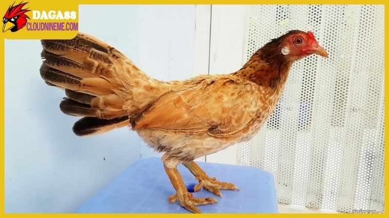 Vì sao địa chỉ bán gà mái vảy rồng lại được sư kê săn lùng?