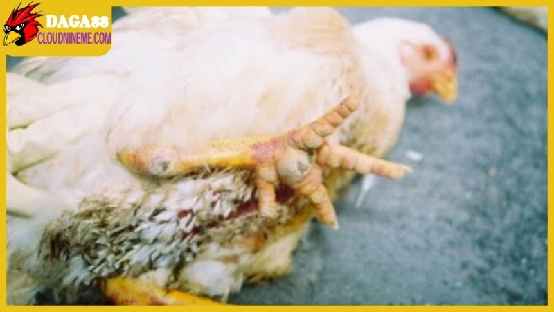 Các bệnh đường ruột ở gà thường gặp, dấu hiệu và cách trị 5 Bệnh đường ruột ở gà có tốc độ lây lan nhanh kinh khủng