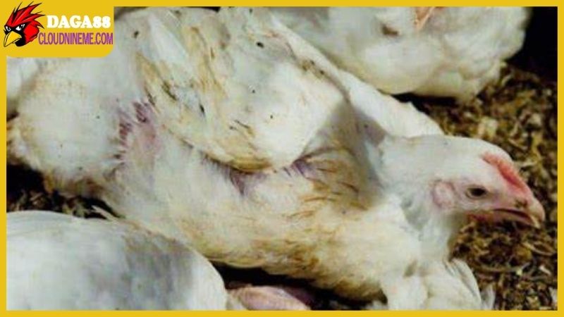 Các bệnh đường ruột ở gà thường gặp, dấu hiệu và cách trị 4 Bệnh đường ruột ở gà