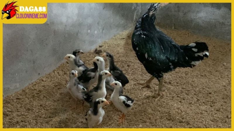 Cách chăm sóc gà chọi con từ khi mới nở sao cho chuẩn nhất 5 Cách chăm sóc gà chọi con ngay sau khi nở trứng