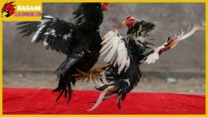 Cách chọn gà chọi hay