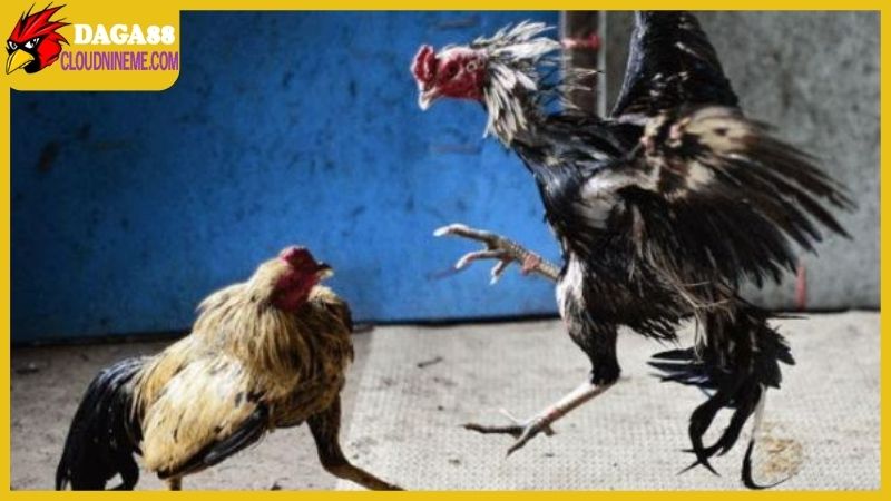 Cách chọn gà chọi hay từ kinh nghiệm của cao thủ lâu năm 5 Cách chọn gà chọi hay chính là chìa khóa để thành công