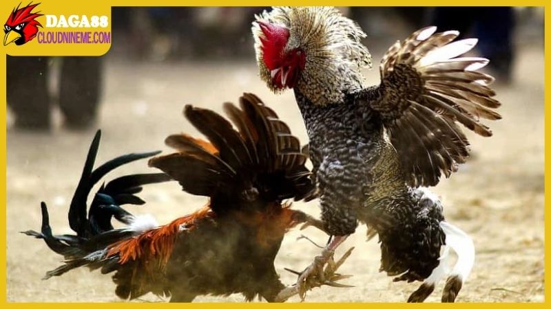 Cách chọn gà chọi hay từ kinh nghiệm của cao thủ lâu năm 7 Cách chọn gà chọi hay thông qua kinh nghiệm thực chiến