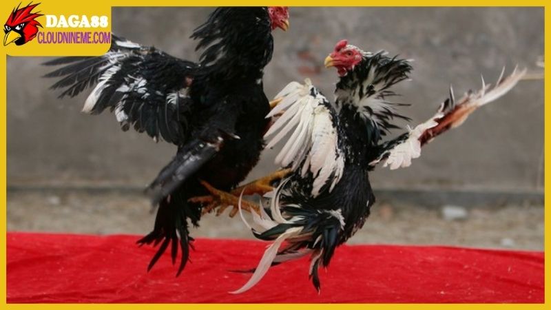 Cách chọn gà chọi hay từ kinh nghiệm của cao thủ lâu năm 4 Cách chọn gà chọi hay