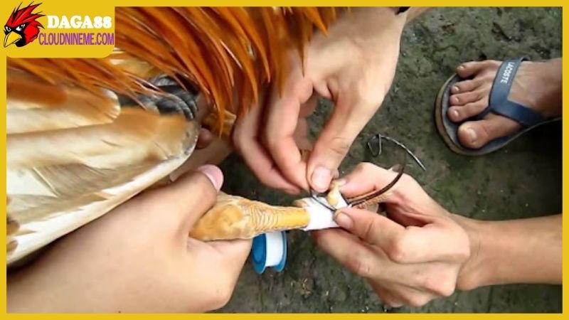 Cách lên cựa gà đá siêu chuẩn, đã ra sân là chỉ có thắng 4 Cách lên cựa gà đá