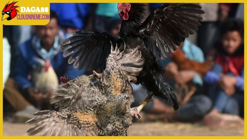 Cách xem ngày gà đá theo quan niệm từ dân gian xa xưa