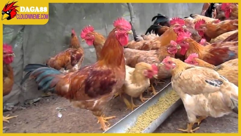 Kỹ thuật nuôi gà thả vườn dành cho người bắt đầu kinh doanh 7 Chế độ dinh dưỡng trong kỹ thuật nuôi gà thả vườn