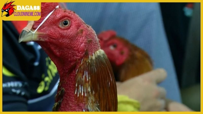 Các giống gà chọi Thái Lan được biết nhiều ở Việt Nam 7 Chọn giống gà chọi Thái Lan để nuôi ở Việt Nam, tại sao không?