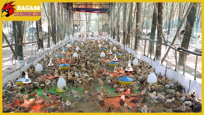 Kỹ thuật nuôi gà thả vườn dành cho người bắt đầu kinh doanh 6 Chọn giống là điều rất quan trọng trong kỹ thuật nuôi gà thả vườn