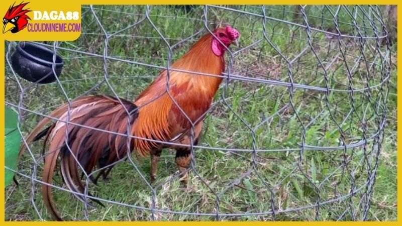 Gà Cao Lãnh Đồng Tháp có những đặc điểm gì nổi bật? 7 Gà Cao Lãnh Đồng Tháp sở hữu lối đá dứt khoát và chịu đòn mạnh mẽ