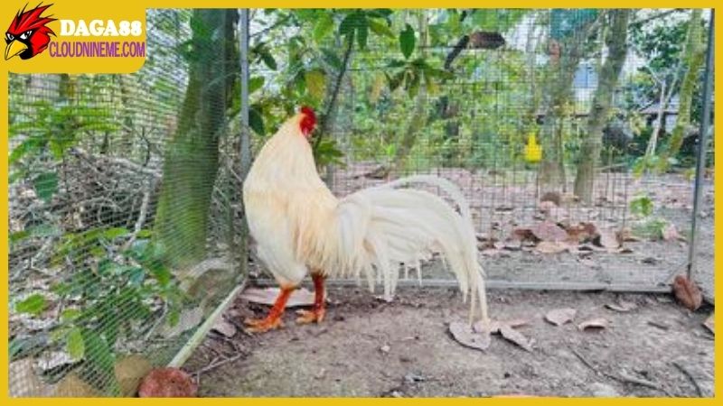 Gà Cao Lãnh Đồng Tháp có những đặc điểm gì nổi bật? 5 Gà Cao Lãnh Đồng Tháp nổi tiếng khắp khu vực miền Tây