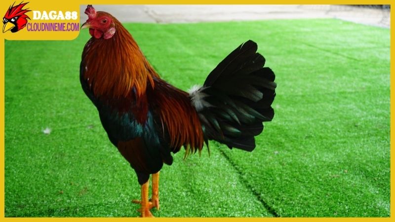 Gà Cao Lãnh Đồng Tháp có những đặc điểm gì nổi bật? 4 Gà Cao Lãnh Đồng Tháp