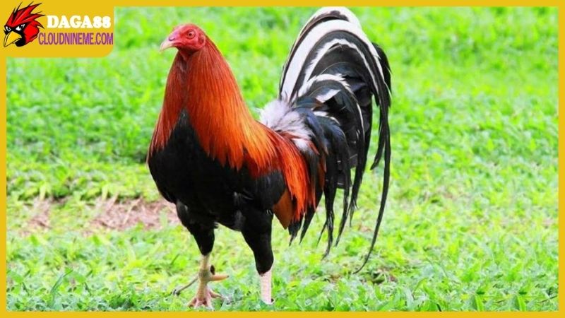 Các giống gà chọi Thái Lan được biết nhiều ở Việt Nam 6 Giống gà chọi Thái Lan lai Mỹ cực khủng