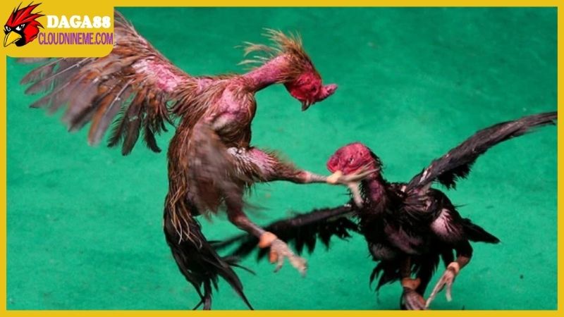 Các giống gà chọi Thái Lan được biết nhiều ở Việt Nam 5 Giống gà chọi Thái Lan thuần chủng được yêu thích tại Việt Nam