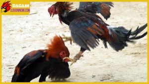 Kỹ thuật nuôi gà chọi