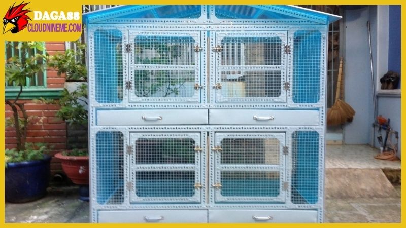 Kỹ thuật nuôi gà đá đúng chuẩn sư kê chuyên nghiệp trong khu vực 6 Tổng hợp kỹ thuật nuôi gà đá từ những yếu tố ngoại vi