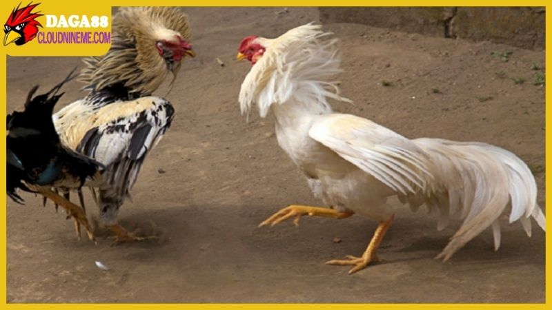 Kỹ thuật nuôi gà đá đúng chuẩn sư kê chuyên nghiệp trong khu vực 4 Kỹ thuật nuôi gà đá