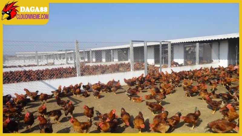 Kỹ thuật nuôi gà thả vườn dành cho người bắt đầu kinh doanh 5 Daga88 chia sẻ kỹ thuật nuôi gà thả vườn từ bước chuẩn bị chuồng trại