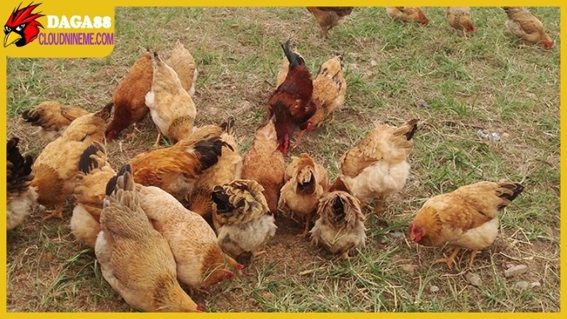 Kỹ thuật nuôi gà thả vườn dành cho người bắt đầu kinh doanh 4 Kỹ thuật nuôi gà thả vườn