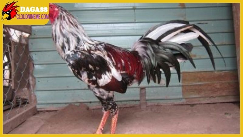 Vẻ ngoài tuyệt đẹp của gà ngũ sắc chân trắng