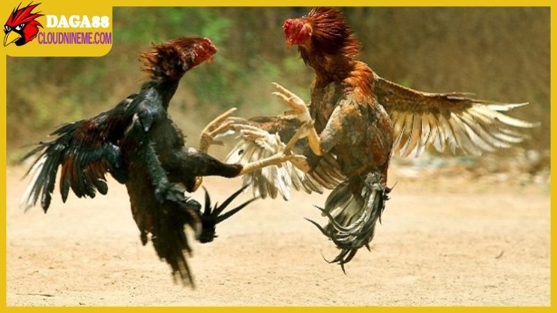 Cách chọn gà chọi hay từ kinh nghiệm của cao thủ lâu năm 6 Những yếu tố không thể thiếu trong cách chọn gà chọi hay