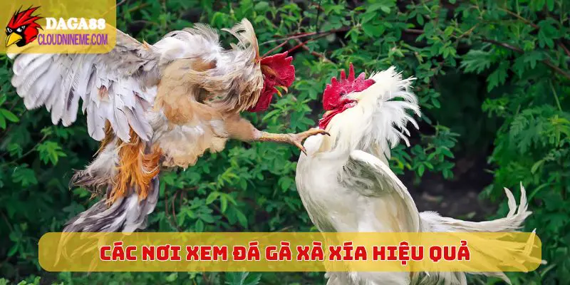 Đá gà xà xía 6 Các nơi xem đá gà Xà Xía hiệu quả, tiện lợi