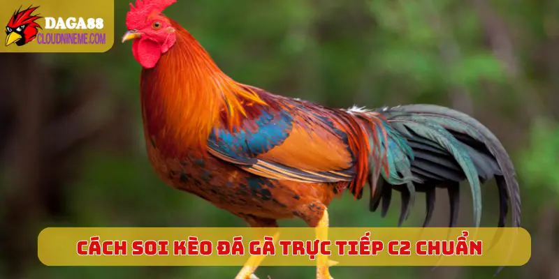 ĐÁ GÀ TRỰC TIẾP C2 6 Cách soi kèo Đá Gà Trực Tiếp C2 chuẩn, dễ trúng