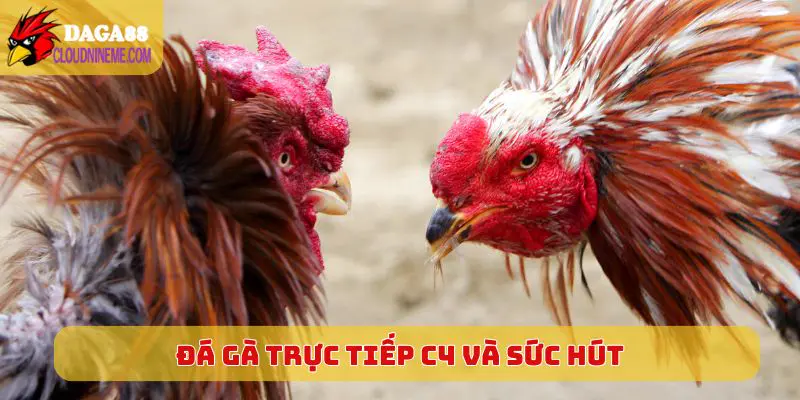 ĐÁ GÀ TRỰC TIẾP C4 4 Đá Gà Trực Tiếp C4 và sức hút lớn trên thị trường