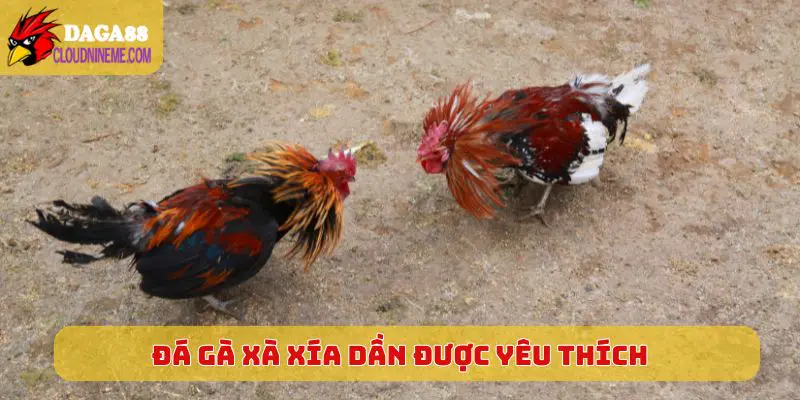 Đá gà xà xía 4 Đá gà Xà Xía dần được yêu thích trên mạng nhiều hơn