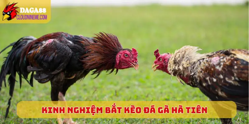 Đá Gà Hà Tiên 6 Kinh nghiệm bắt kèo đá gà Hà Tiên