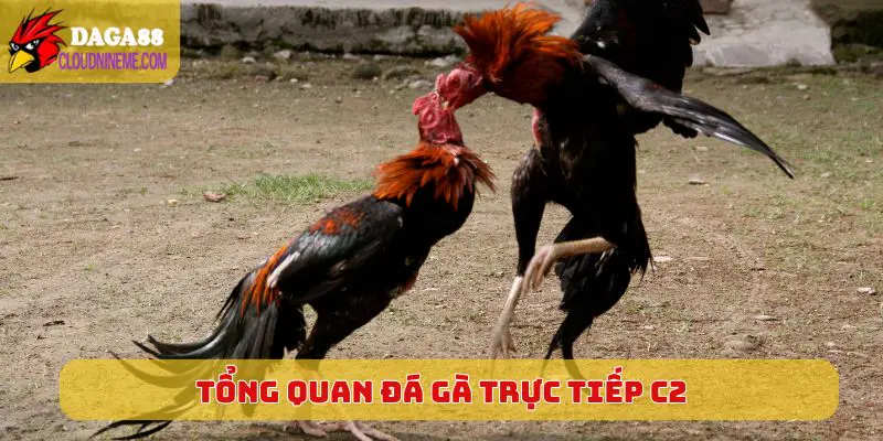 ĐÁ GÀ TRỰC TIẾP C2 4 Tổng quan về sân chơi Đá Gà Trực Tiếp C2