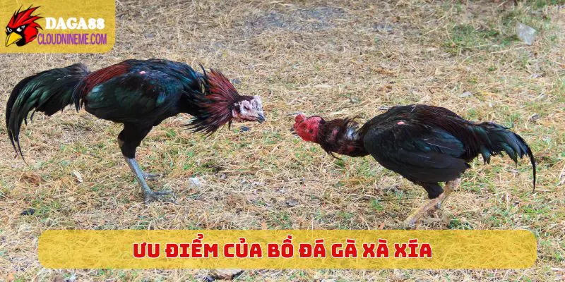 Đá gà xà xía 5 Ưu điểm vượt trội của bồ đá gà Xà Xía