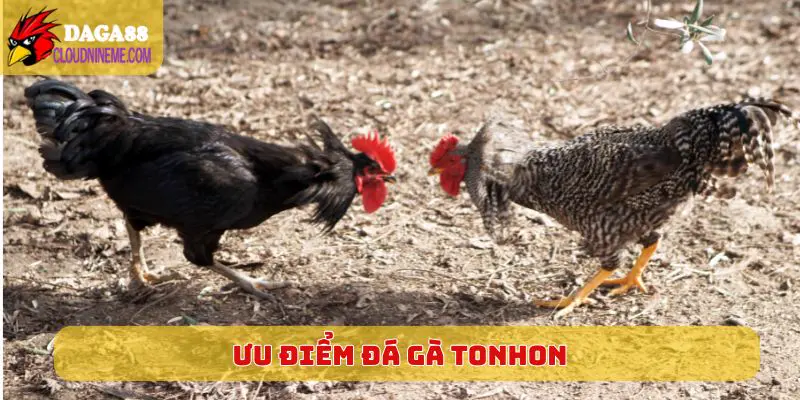 Đá gà tonhon 5 Ưu điểm có thể cảm nhận khi chọn xem đá gà Tonhon